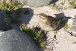 New Zealand pipit | Pīhoihoi. Auckland Island adult showing wingbar markings. Enderby Island, Auckland Islands, December 2005. Image © Andrew Maloney by Andrew Maloney.