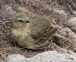 New Zealand pipit | Pīhoihoi. Juvenile Auckland Island pipit. Campbell Island, December 2010. Image © Cheryl Pullar by Cheryl Pullar.