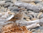 New Zealand pipit | Pīhoihoi. Juvenile showing wingbar markings. Kapiti Island, February 2007. Image © Peter Reese by Peter Reese.