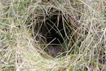 New Zealand pipit | Pīhoihoi. Auckland Island pipit nest entrance in grassy tussock. Enderby Island, Auckland Islands, January 2007. Image © Ian Armitage by Ian Armitage.