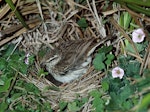 New Zealand pipit | Pīhoihoi. Chatham Island adult on nest with chicks. Mangere Island, December 1981. Image © Department of Conservation (image ref: 10037559) by Rod Morris, Department of Conservation.
