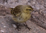 New Zealand pipit | Pīhoihoi. Antipodes Island fledgling. Antipodes Island, February 2009. Image © Mark Fraser by Mark Fraser.