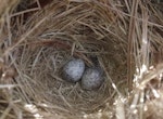 New Zealand pipit | Pīhoihoi. Auckland Island pipit nest with 2 eggs. Ocean Island, Auckland Islands, January 2018. Image © Colin Miskelly by Colin Miskelly.