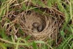 New Zealand pipit | Pīhoihoi. Nest with 3 eggs. Maud Island, September 2008. Image © Peter Reese by Peter Reese.