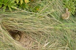 New Zealand pipit | Pīhoihoi. Pair of Auckland Island pipits at nest. Penguin Bay, Campbell Island, December 2012. Image © Kyle Morrison by Kyle Morrison.