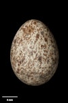 New Zealand pipit | Pīhoihoi. Egg 22.6 x 16.6 mm (NMNZ OR.007604). Murupara, November 1937. Image © Te Papa by Jean-Claude Stahl.