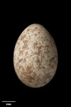 New Zealand pipit | Pīhoihoi. Auckland Island pipit egg 24.3 x 16.9 mm (NMNZ OR.026508, collected by Robert Falla). Ocean Island, Auckland Islands, October 1943. Image © Te Papa by Jean-Claude Stahl.