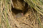 New Zealand pipit | Pīhoihoi. Adult Auckland Island pipit feeding chick. Penguin Bay, Campbell Island, December 2012. Image © Kyle Morrison by Kyle Morrison.