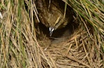 New Zealand pipit | Pīhoihoi. Adult Auckland Island pipit eating chick's faecal sac. Penguin Bay, Campbell Island, December 2012. Image © Kyle Morrison by Kyle Morrison.