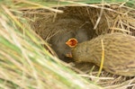 New Zealand pipit | Pīhoihoi. Auckland Island pipit chicks begging from adult. Penguin Bay, Campbell Island, December 2012. Image © Kyle Morrison by Kyle Morrison.