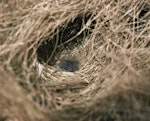 New Zealand pipit | Pīhoihoi. Antipodes Island nest containing chick. Antipodes Island, November 1978. Image © Department of Conservation (image ref: 10047916) by John Kendrick.