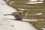 New Zealand pipit | Pīhoihoi. Adult drinking. Anawhata, Auckland, January 2010. Image © Eugene Polkan by Eugene Polkan.