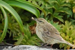 New Zealand pipit | Pīhoihoi. Auckland Island pipit adult with insect prey. Campbell Island, December 2011. Image © Kyle Morrison by Kyle Morrison.