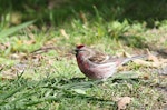 Common redpoll. Adult male. Karaka Point, Picton, November 2012. Image © Will Parsons by Will Parsons.