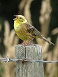 Yellowhammer | Hurukōwhai. Male singing on post. Meremere, December 2016. Image © Scott Brooks (ourspot) by Scott Brooks.