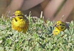 Yellowhammer | Hurukōwhai. Two adult females. Te Awanga, Hawke's Bay, July 2009. Image © Dick Porter by Dick Porter.