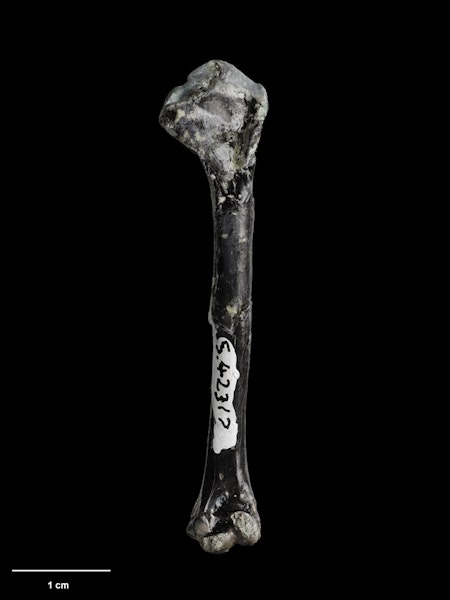 Minute Manuherikia duck. Holotype (left humerus). Specimen registration no. S.042317; image no. MA_I061826. Bed HH1a, Manuherikia River, St Bathans, March 2003. Image © Te Papa.