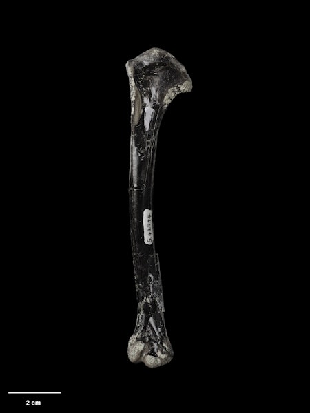 St Bathans shelduck. Holotype (right humerus). Specimen registration no. S.042794; image no. MA_I061834. Bed HH1a, Manuherikia River, St Bathans, February 2004. Image © Te Papa.