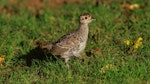 Common pheasant. Juvenile. Cornwall Park, December 2012. Image © Ron Chew by Ron Chew.