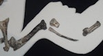 Waipara penguin. Composite wing skeleton including humerus and carpometacarpus, Canterbury Museum zfa34. Waipara Greensand, Waipara River, Canterbury. Image © Alan Tennyson by Alan Tennyson.