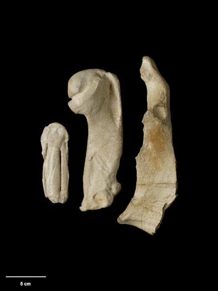 New Zealand giant penguin. Holotype. Specimen registration no. OR.001450; image no. MA_I064697. Fortification Hill, Oamaru. Image © Te Papa.