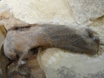Simpson's penguin. Humerus of holotype (OM C.47.15) in Otago Museum. Otago. Image © Otago Museum by Alan Tennyson.