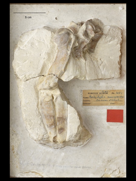 Wide-flippered penguin. Holotype. Specimen registration no. OR.001451; image no. MA_I064708. ? Waitaki valley, Oamaru District. Image © Te Papa.
