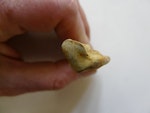 Amies' penguin. Distal end of radius, part of holotype in Otago Museum, registration numbers GL434, C.50.62. Hakataramea Valley, South Canterbury. Image © Otago Museum , Dunedin by Alan Tennyson.