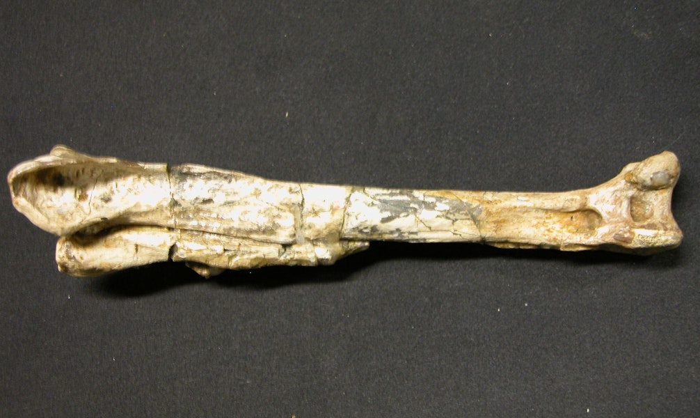 Ridgen's penguin. Holotype tibiotarsus, Canterbury Museum AV 22632. Motunau Beach, July 1968. Image © Daniel Ksepka by Daniel Ksepka.