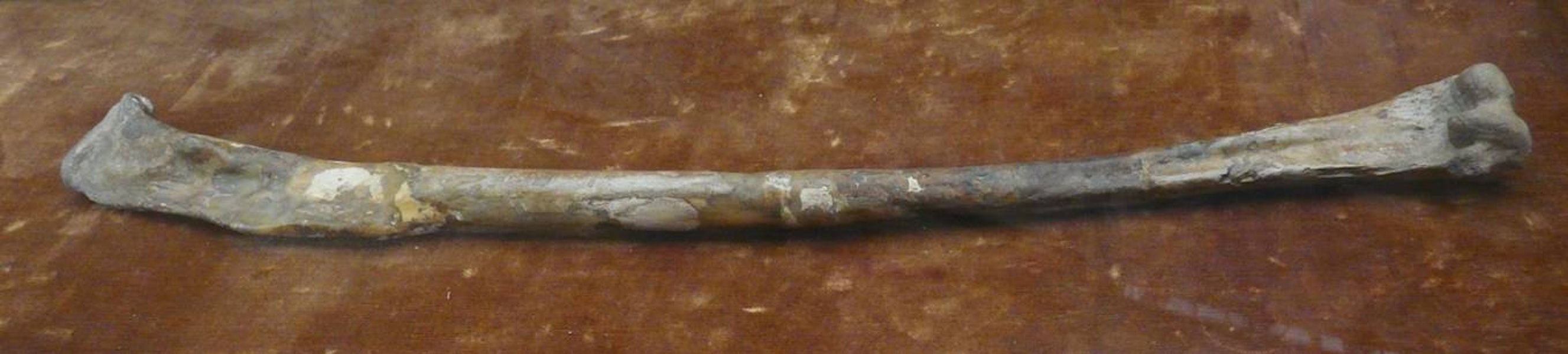 Miocene pseudotoothed bird. Holotype left humerus in Paris Museum. Armagnac, France, January 1850. Image © Alan Tennyson by Alan Tennyson.