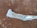 Miocene pseudotoothed bird. Holotype proximal left humerus in Paris Museum. Armagnac, France, January 1850. Image © Alan Tennyson by Alan Tennyson.