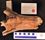 Stirton’s pseudotoothed bird. Holotype skull, dorsal view. Motunau Beach. Image © Travis Park by Travis Park.