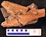Stirton’s pseudotoothed bird. Holotype skull, left lateral view. Motunau Beach. Image © Travis Park by Travis Park.
