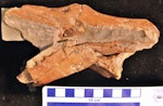 Stirton’s pseudotoothed bird. Holotype skull, right lateral view. Note false teeth at lower left. Motunau Beach. Image © Travis Park by Travis Park.