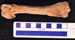 Stirton’s pseudotoothed bird. Holotype left femur, dorsal view. Motunau Beach. Image © Travis Park by Travis Park.