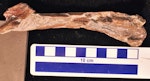 Stirton’s pseudotoothed bird. Holotype left femur, plantar view. Motunau Beach. Image © Travis Park by Travis Park.