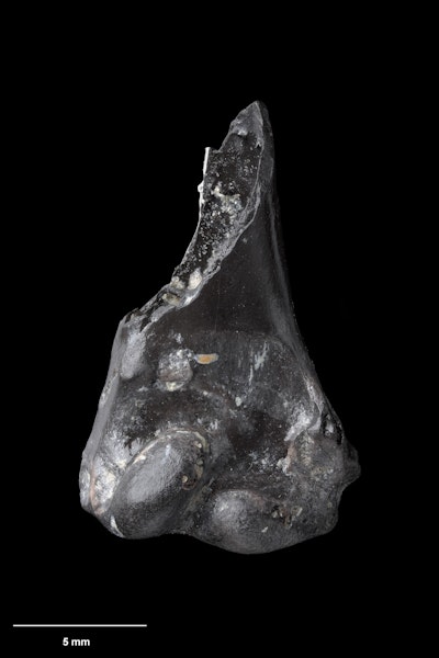 Lee's parrot. Holotype (distal right humerus), S.050826, Te Papa. St Bathans. Image © Te Papa.