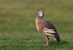 Plumed whistling duck. Adult standing on grass. Anderson Park, Taradale, Napier, August 2014. Image © Adam Clarke by Adam Clarke.