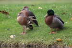 Plumed whistling duck. Two adults resting beside mallard, showing size comparison. Taradale, Napier, May 2015. Image © Adam Clarke by Adam Clarke.