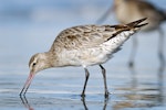 Kuaka Bar-tailed godwit | Kuaka | New Zealand Birds Online