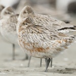 Kuaka Bar-tailed godwit | Kuaka | New Zealand Birds Online