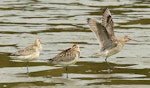 Kuaka Bar-tailed godwit | Kuaka | New Zealand Birds Online