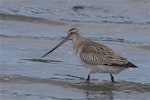 Kuaka Bar-tailed godwit | Kuaka | New Zealand Birds Online