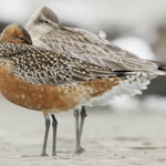 Kuaka Bar-tailed godwit | Kuaka | New Zealand Birds Online