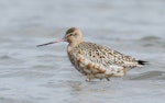 Kuaka Bar-tailed godwit | Kuaka | New Zealand Birds Online