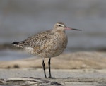 Kuaka Bar-tailed godwit | Kuaka | New Zealand Birds Online