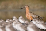 Kuaka Bar-tailed godwit | Kuaka | New Zealand Birds Online