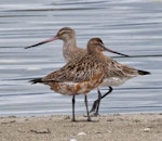 Kuaka Bar-tailed godwit | Kuaka | New Zealand Birds Online