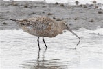 Kuaka Bar-tailed godwit | Kuaka | New Zealand Birds Online