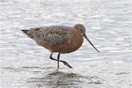 Kuaka Bar-tailed godwit | Kuaka | New Zealand Birds Online
